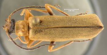 Media type: image;   Entomology 24170 Aspect: habitus dorsal view